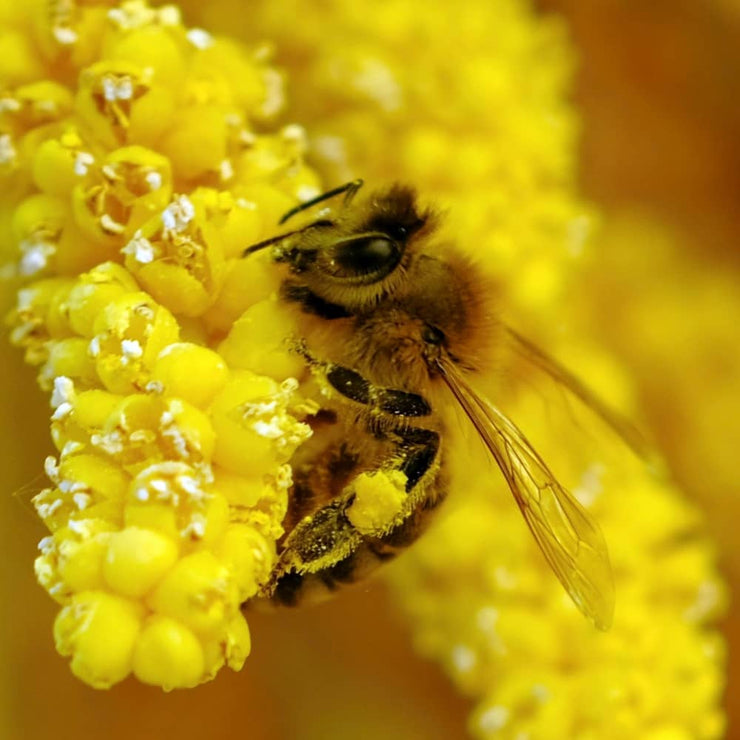 photo of a honey bee collecting pollen from a yellow flower.